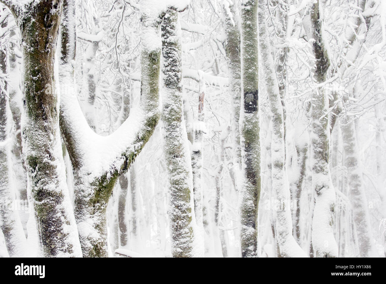 Europäische / gemeinsame Buche (Fagus Sylvatica) Baum Bäume mit Schnee bedeckt. Hohneck, Vogesen, Frankreich. Januar. Stockfoto