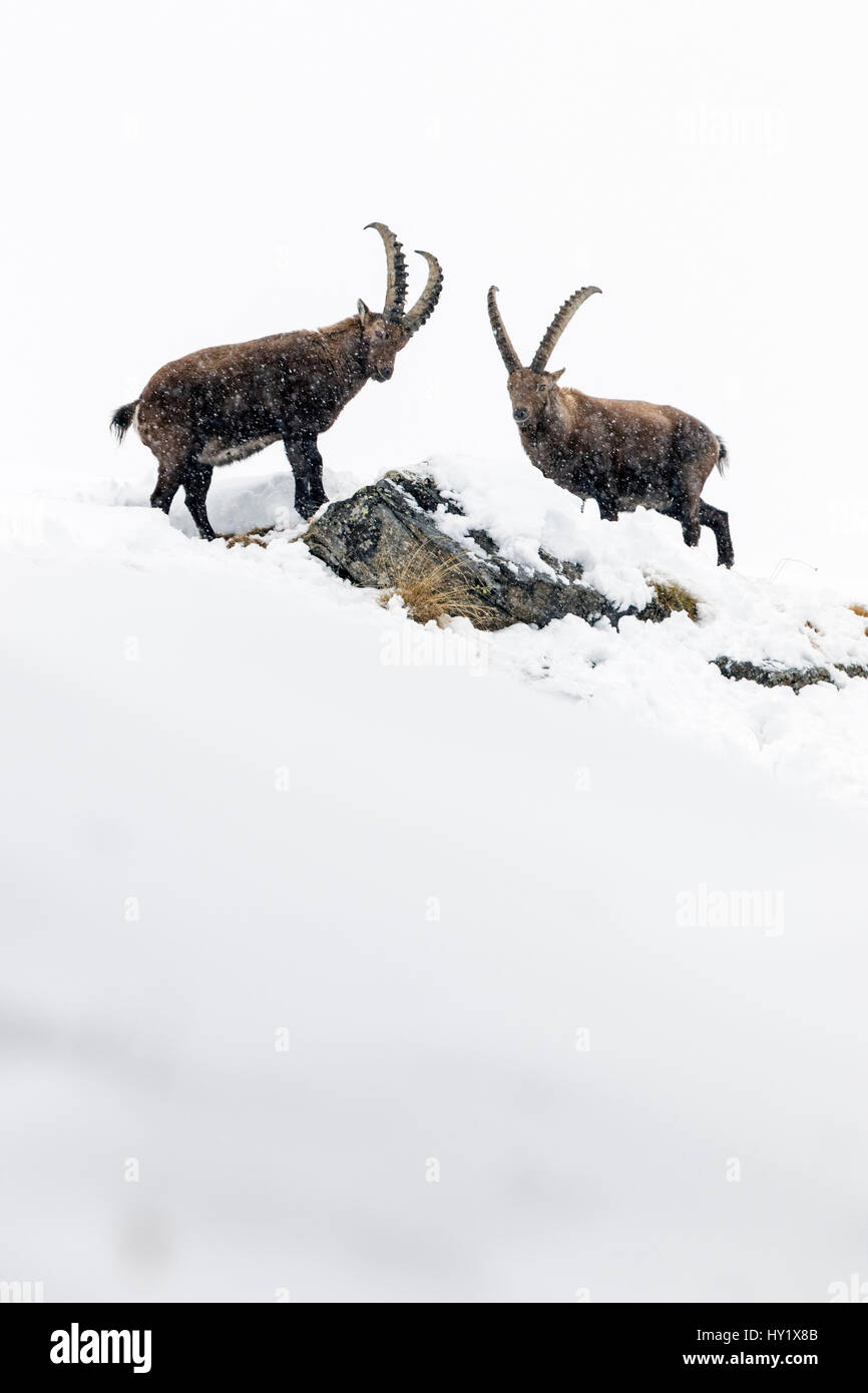 Alpensteinbock (Capra Ibex) zwei Erwachsene Männer im tiefen Schnee auf einem Bergrücken mit jungen bei Schneefall. Nationalpark Gran Paradiso, Alpen, Italien. Januar. Stockfoto