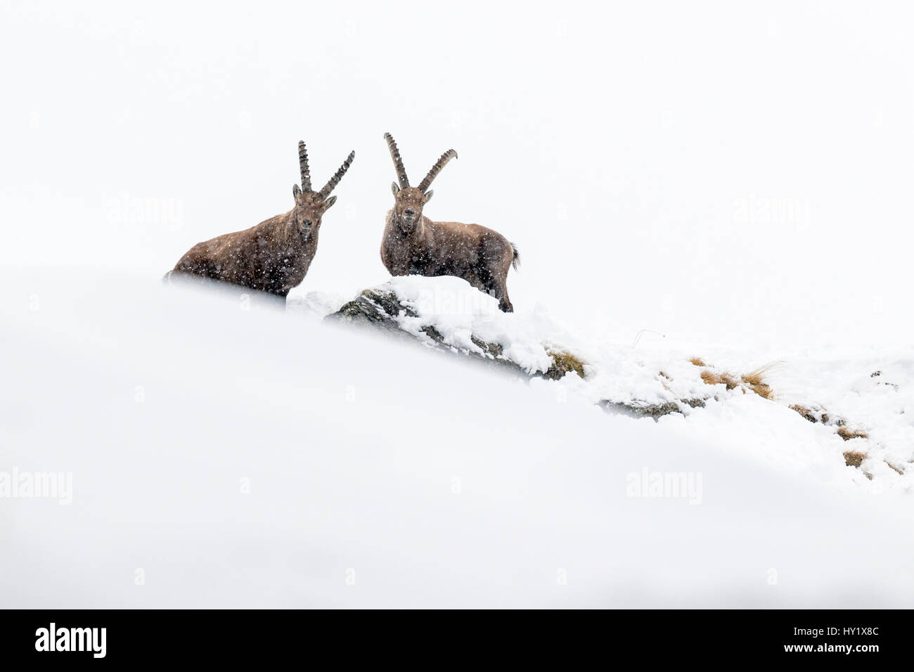Alpensteinbock (Capra Ibex) zwei Erwachsene Männer im tiefen Schnee auf einem Bergrücken mit jungen bei Schneefall. Nationalpark Gran Paradiso, Alpen, Italien. Januar. Stockfoto