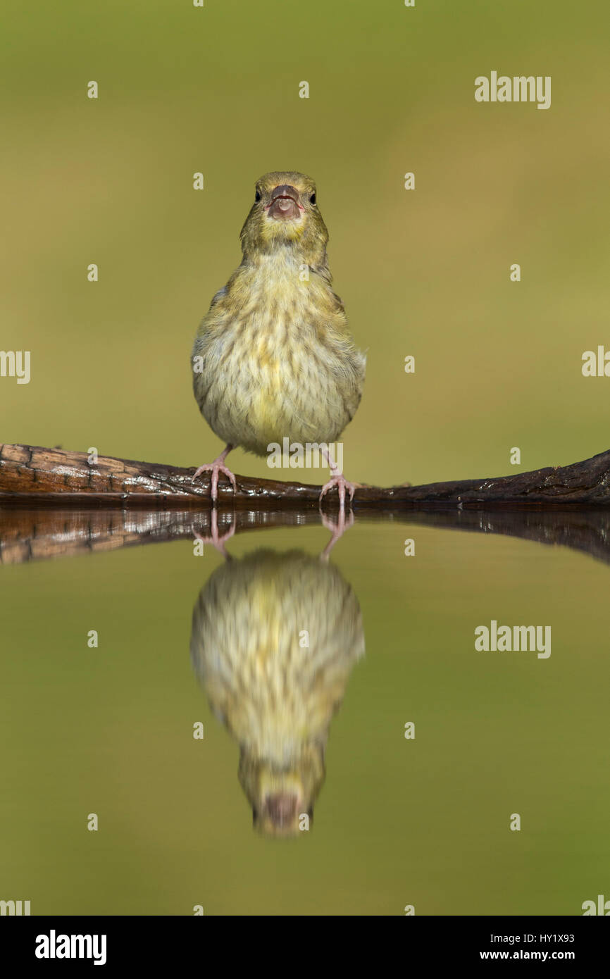 Grünfink (Zuchtjahr Chloris) juvenile trinken am Gartenteich. Schottland, Großbritannien. Juli. Stockfoto