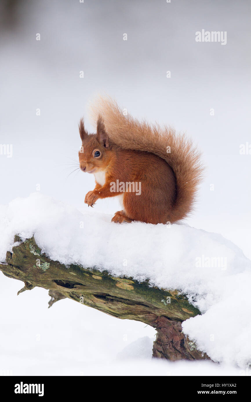 Eichhörnchen (Sciurus Vulgaris) auf Log in Schnee. Schottland, Großbritannien. Dezember. Stockfoto