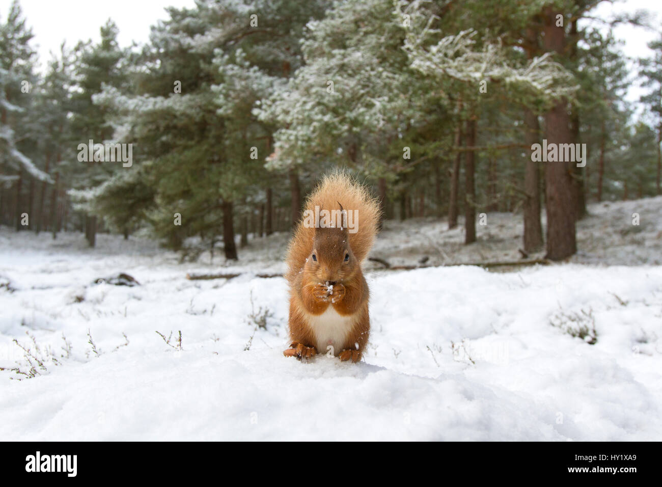 Eichhörnchen (Sciurus Vulgaris) in Wald Lebensraum im Schnee. Schottland, Vereinigtes Königreich, Dezember. Stockfoto