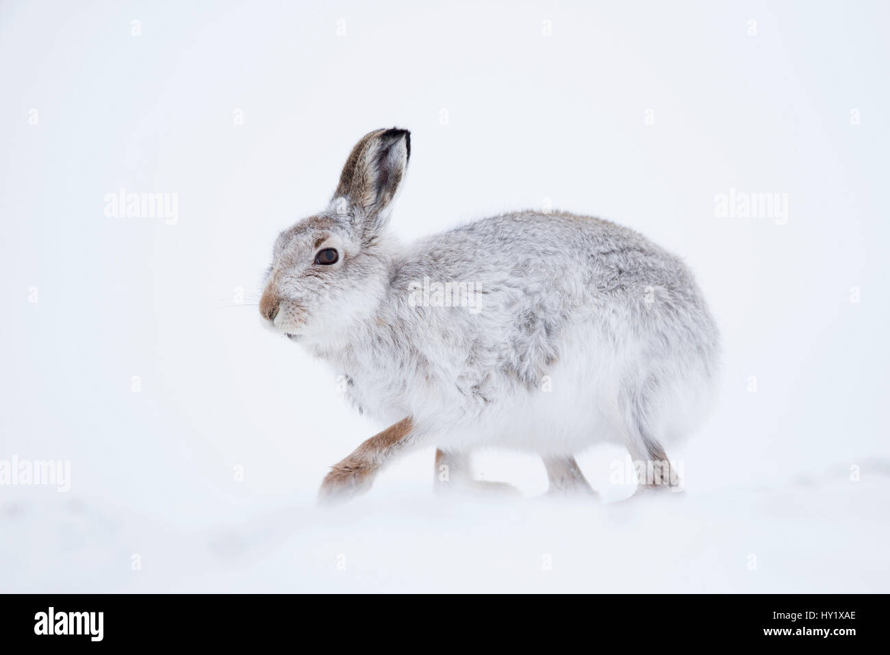 Schneehase (Lepus Timidus) auf Schnee. Schottland, Großbritannien. Januar. Stockfoto