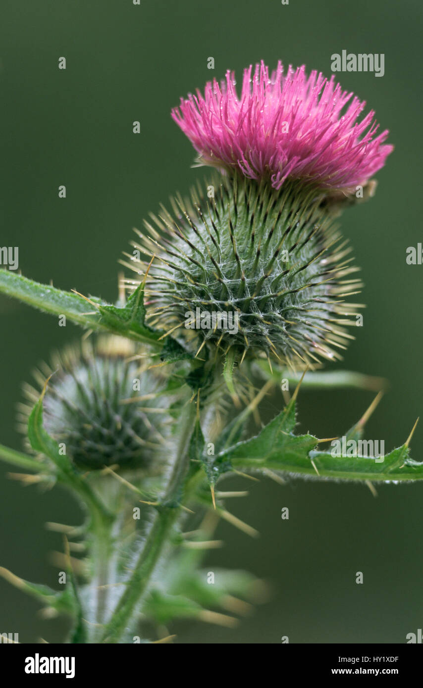 Wollige Distel Blume (Cirsium Wollgras). Highlands, Schottland. Stockfoto