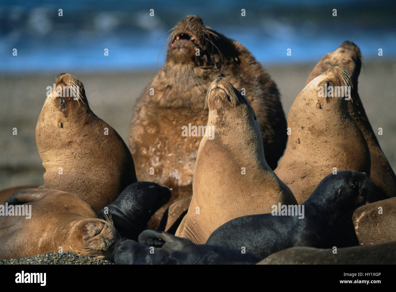 Südamerikanische / patagonischen Seelöwe Männchen, Weibchen und Jungtiere (Otaria Flavescens), Kolonie am Strand. Valdez, Argentinien, Stockfoto