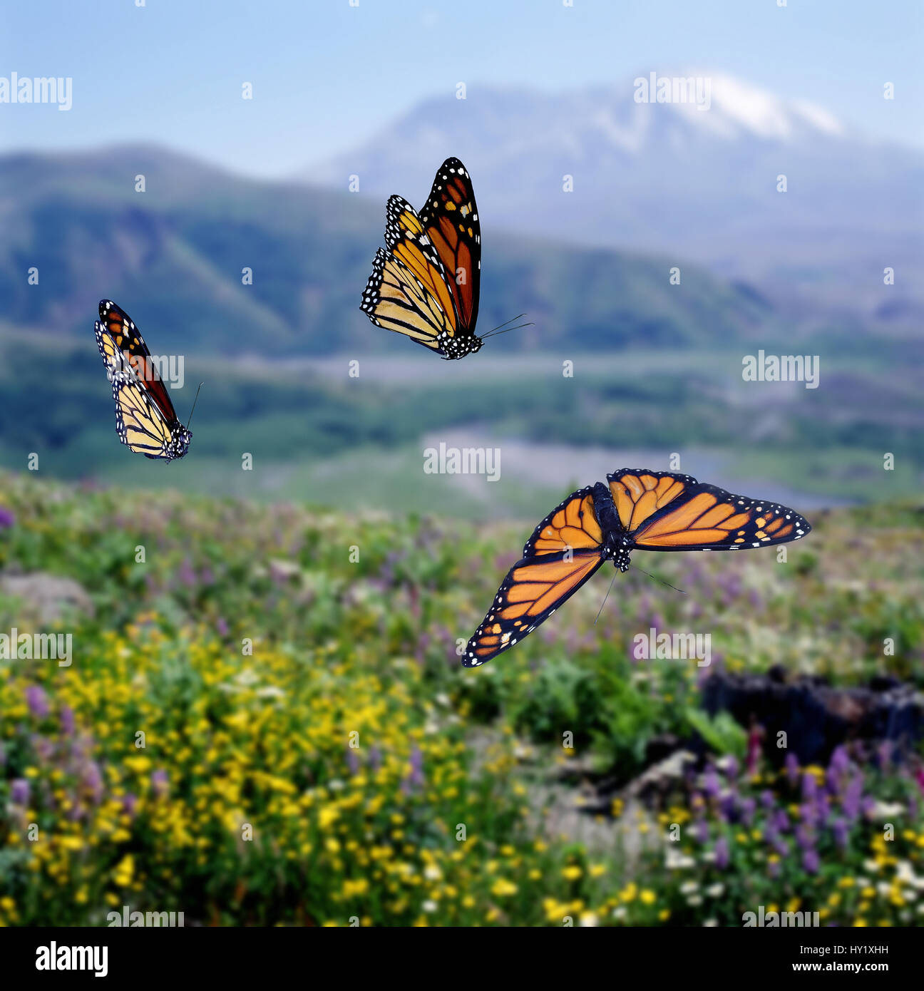 Monarch Schmetterlinge (Danaus Plexippus) migrieren von Digital Composite, gefangen. Stockfoto