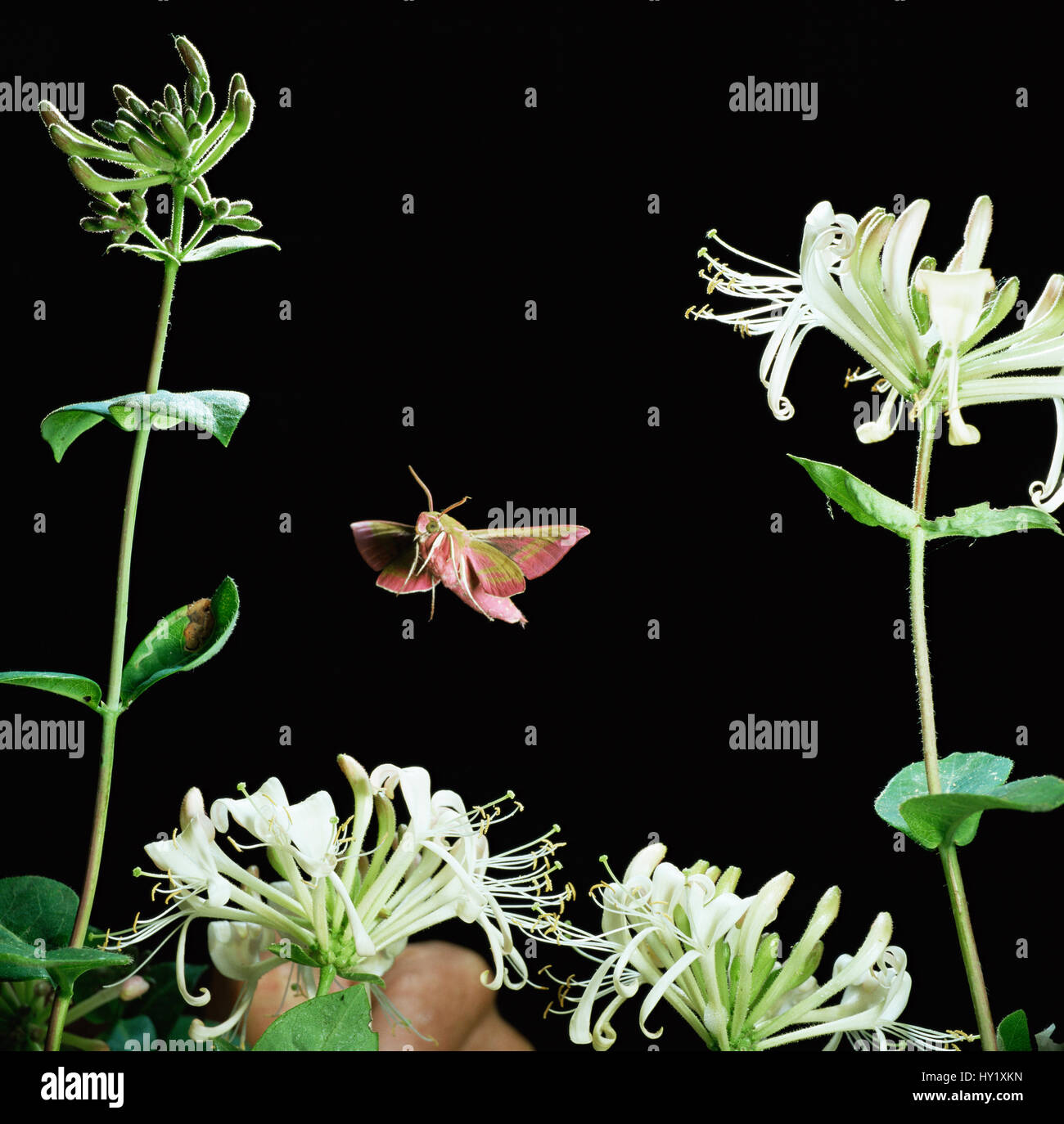 Elephant Hawk Moth (Deilephila Elpenor) fliegt nach Geißblatt UK. Stockfoto