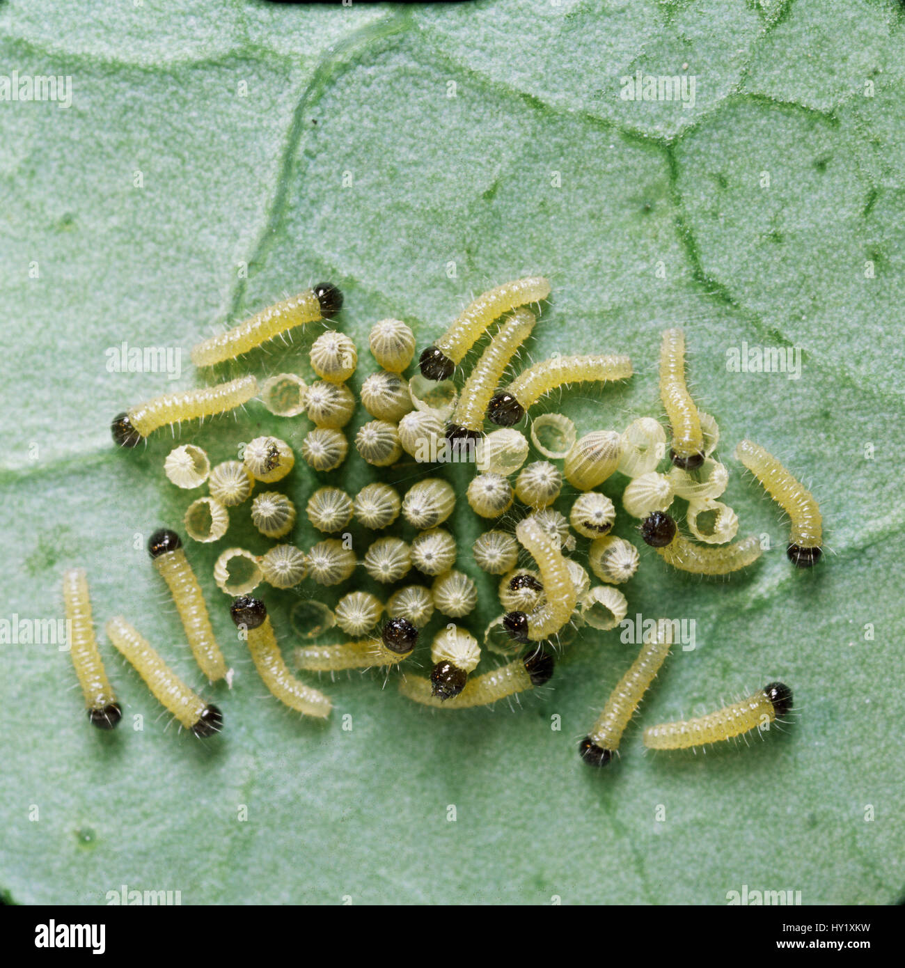 Grosse Weisse Kohl Weisser Schmetterling Raupen Pieris Brassicae