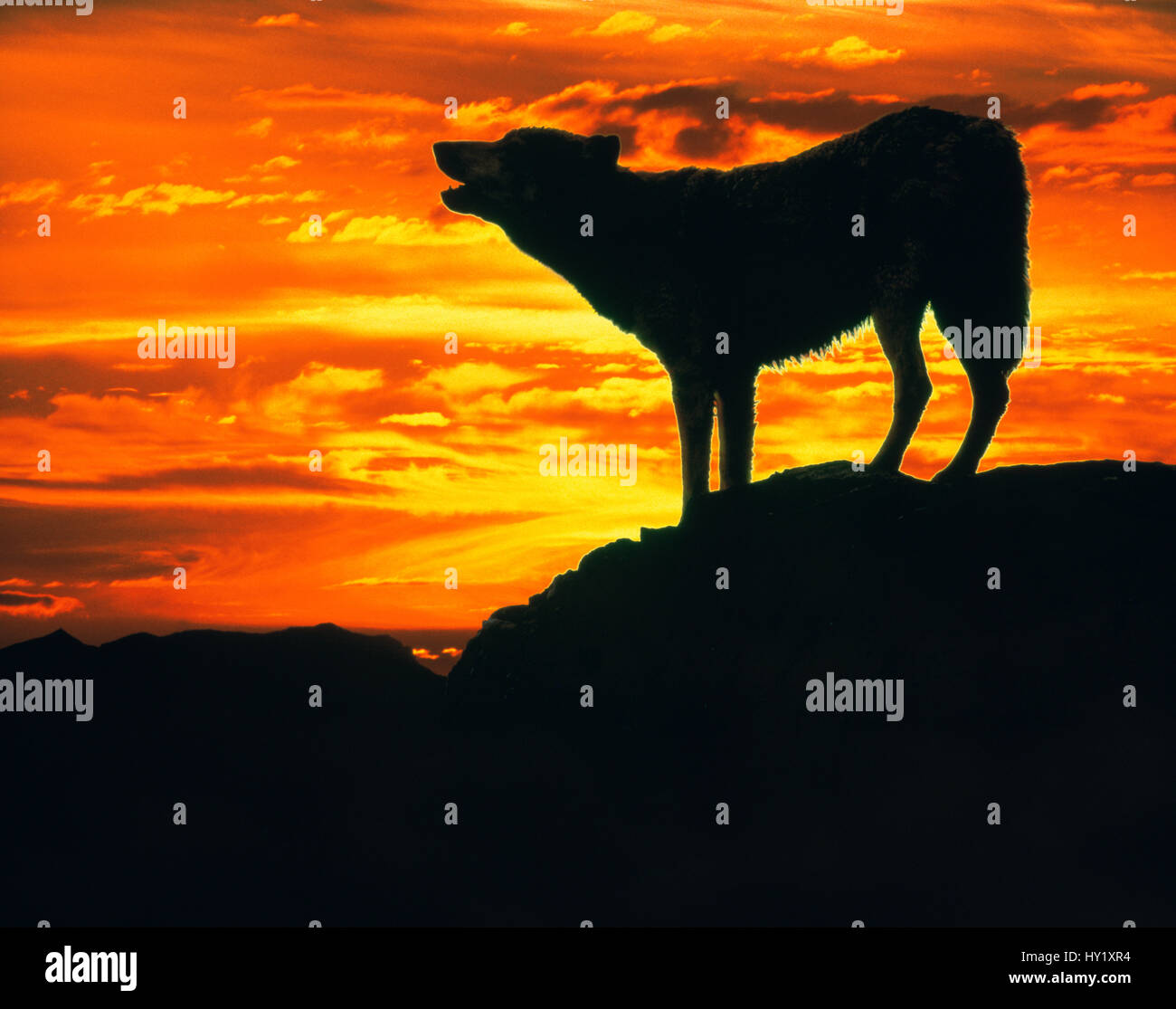 Graue Wolf (Canis Lupus) heulen bei Sonnenuntergang (Digital erweitert). Stockfoto