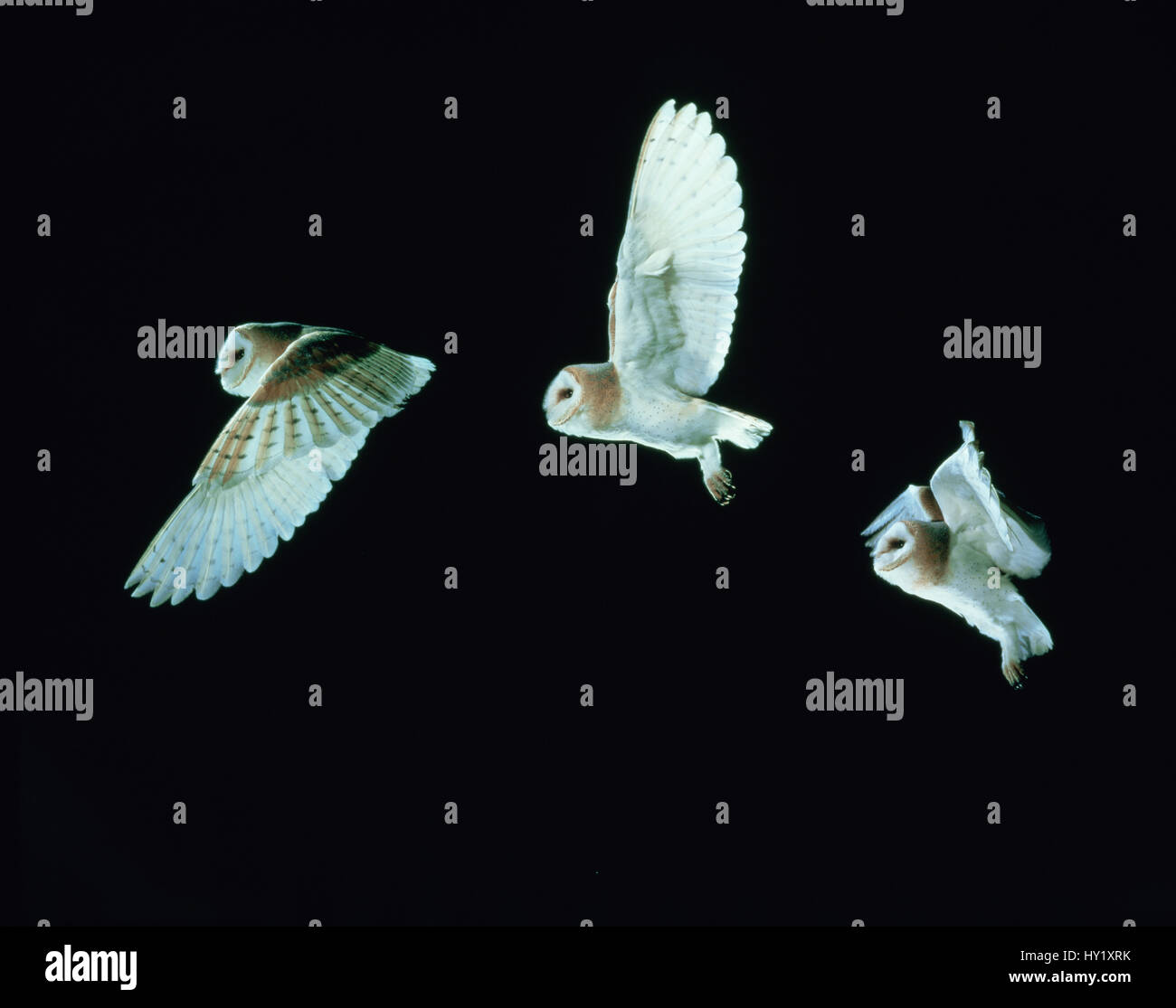Schleiereule (Tyto Alba) im Flug. Time-Lapse. In Gefangenschaft, UK. Stockfoto