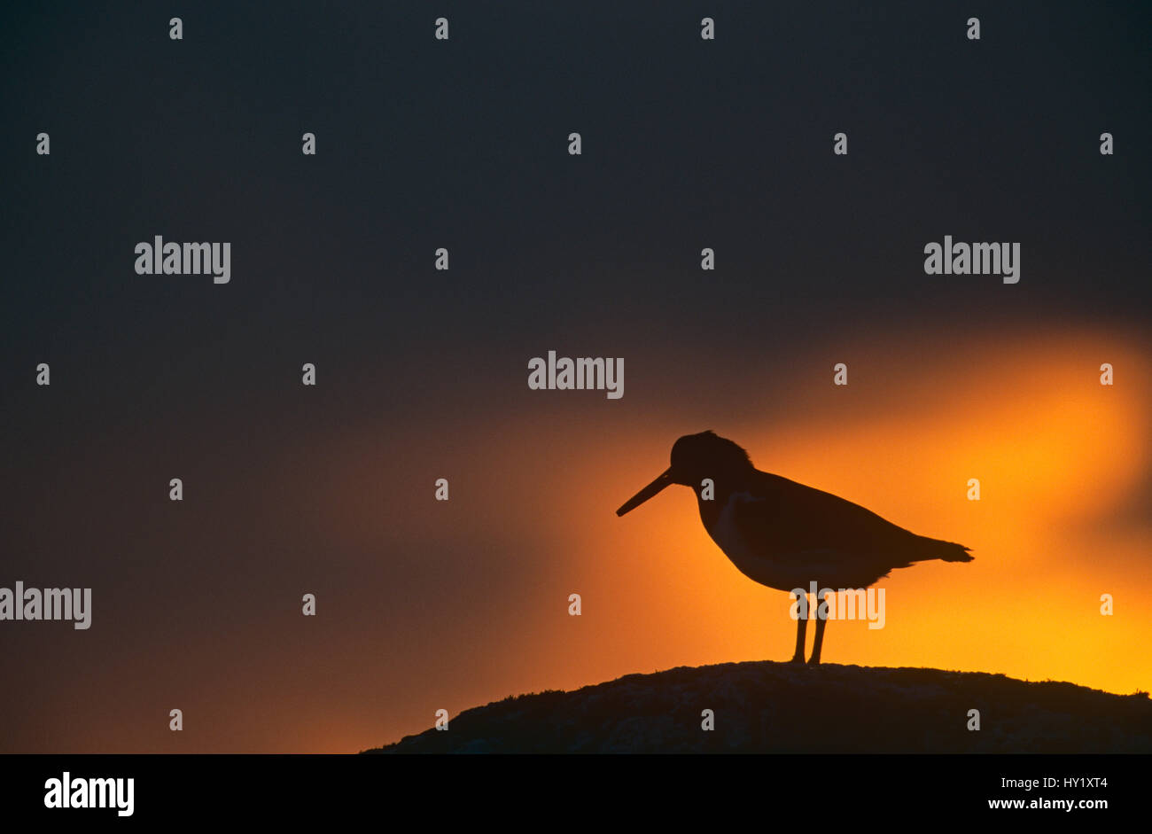 Silhouette der Austernfischer (Haematopus Ostralegus) auf Felsen bei Sonnenuntergang. Schottland, Großbritannien. Stockfoto