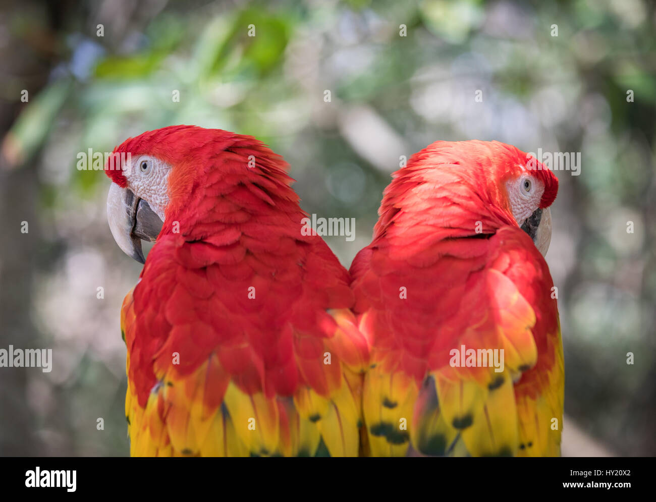 Nahaufnahme von wenigen roten Aras. Cancun, Mexiko. Stockfoto