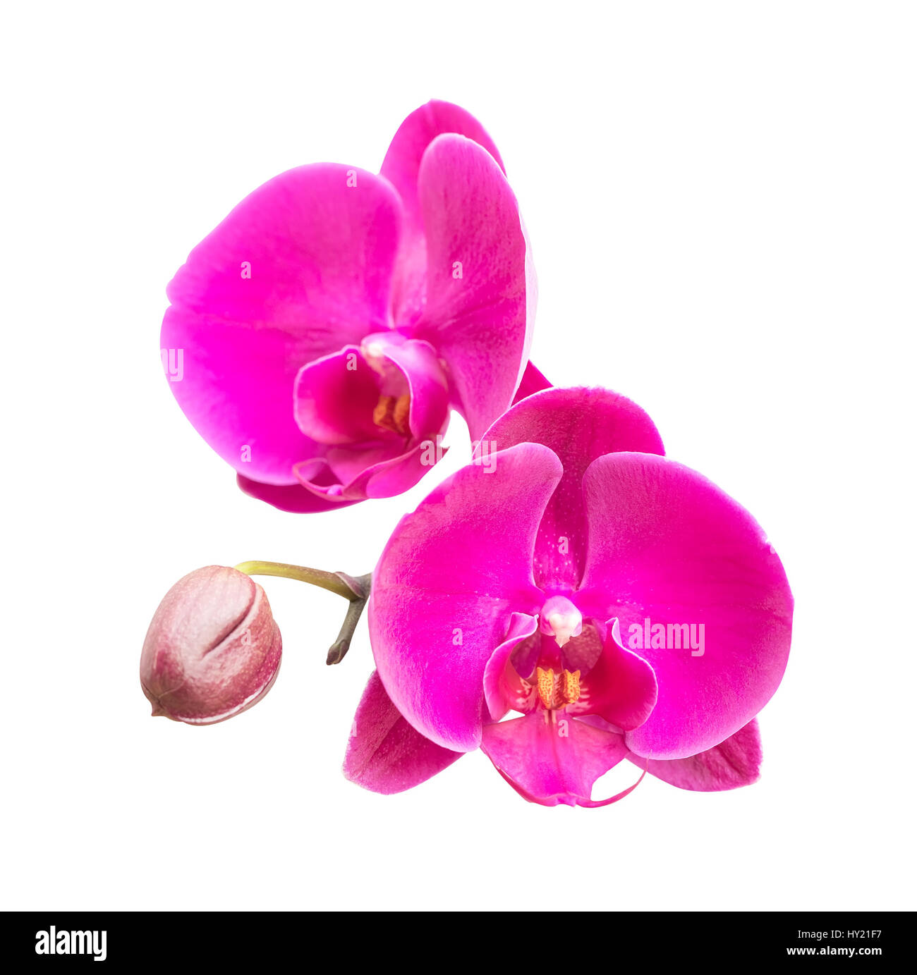 Nahaufnahme von Pink Orchid Stockfoto