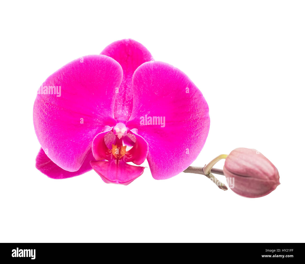 Nahaufnahme von Pink Orchid Stockfoto