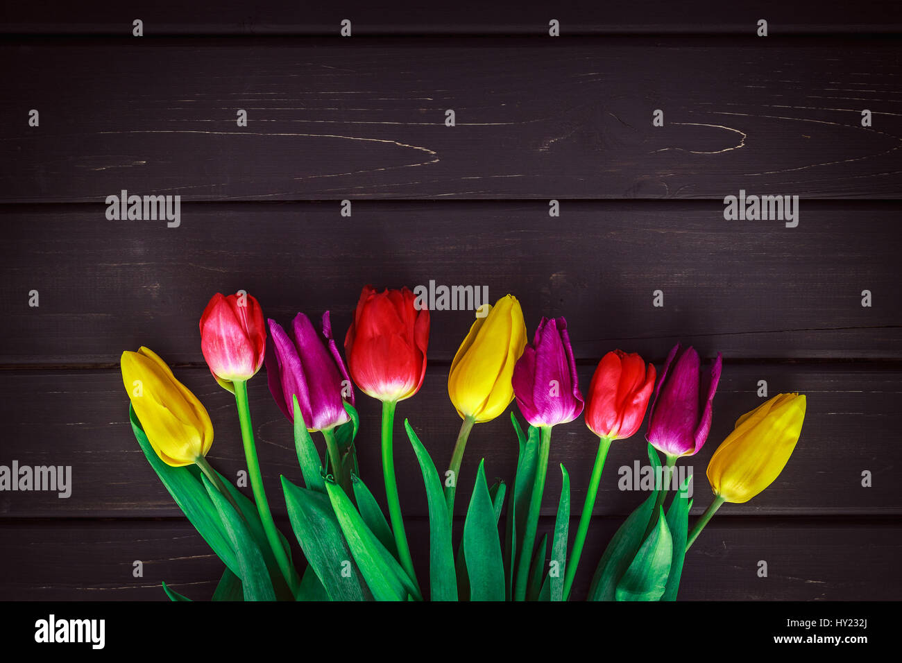Blumenstrauß auf dunklem Holz Hintergrund Lila, rote und gelbe Tulpe. Frau oder Muttertag Grüße Stockfoto