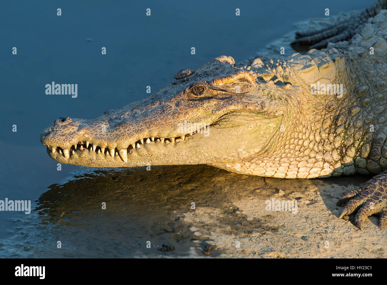 Nahaufnahme von Salzwasser-Krokodil im Wasser Stockfoto