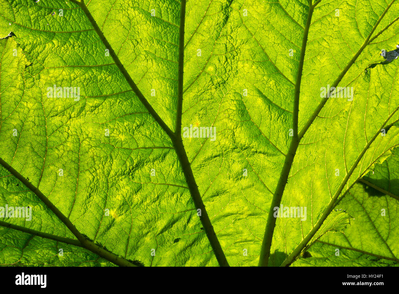 Eine hinterleuchtete Bild eines Blattes Gunnera Burrow Farm Gardens, auch bekannt als Osten Devons Secret Garden, in der Nähe von Axminster, Devon, England, UK Stockfoto