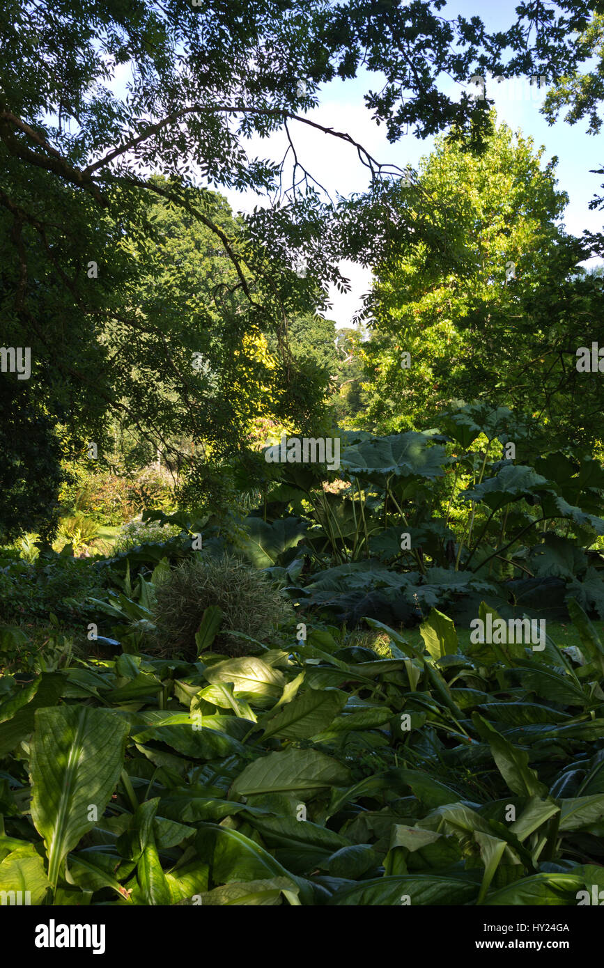 Blätterte Großanlagen im Wald Garten Burrow Farm Gardens, auch bekannt als Osten Devons Secret Garden, in der Nähe von Axminster, Devon, England, UK Stockfoto