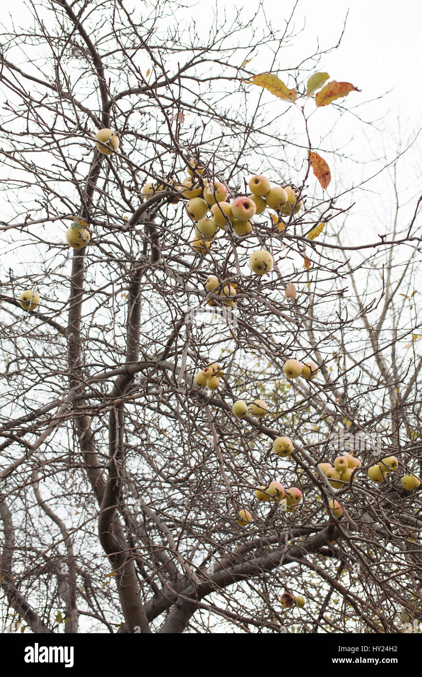 Unbeaufsichtigte und verlassenen Apfelbäume produzieren immer noch. Stockfoto
