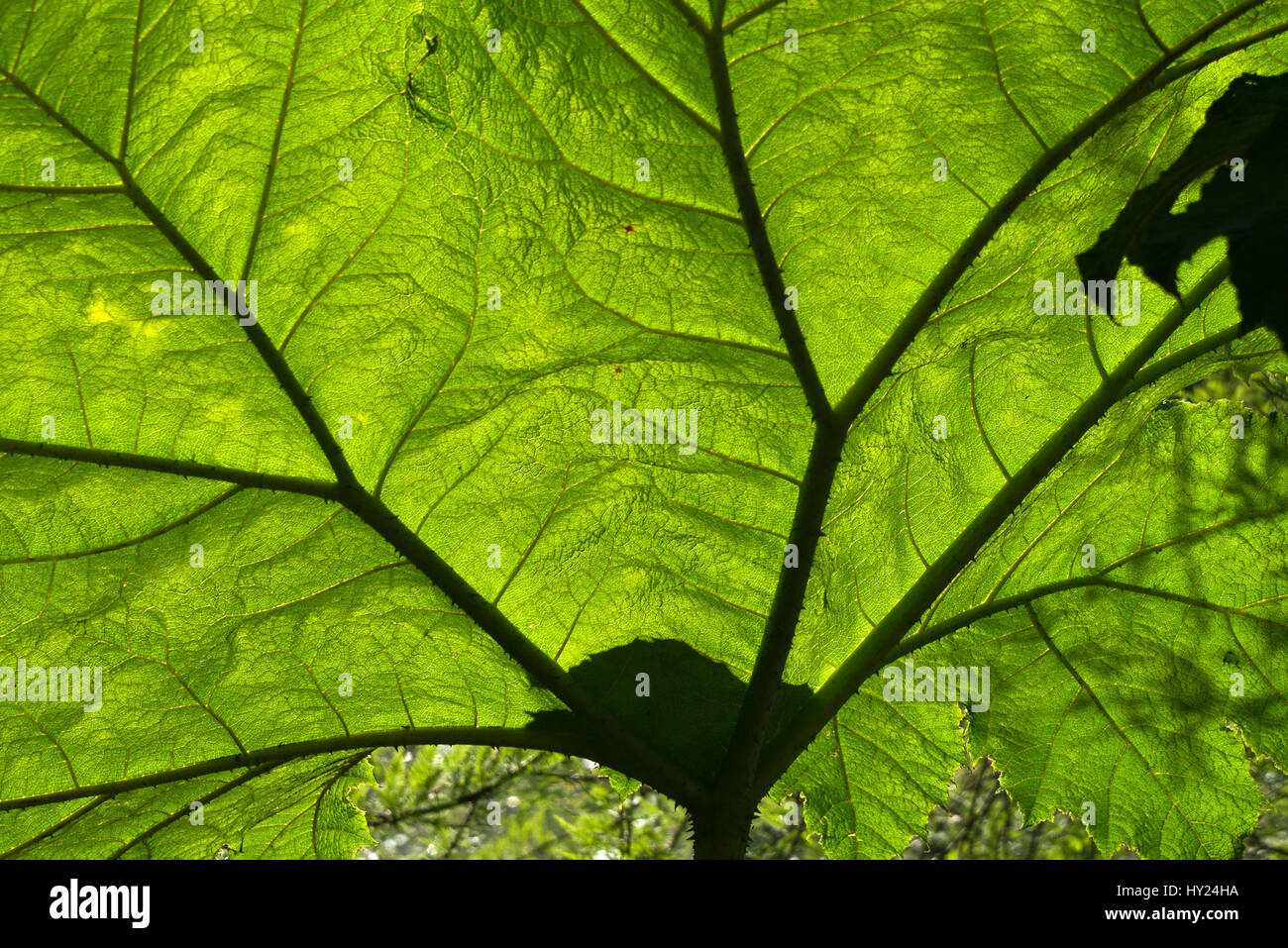 Eine hinterleuchtete Bild eines Blattes Gunnera Burrow Farm Gardens, auch bekannt als Osten Devons Secret Garden, in der Nähe von Axminster, Devon, England, UK Stockfoto