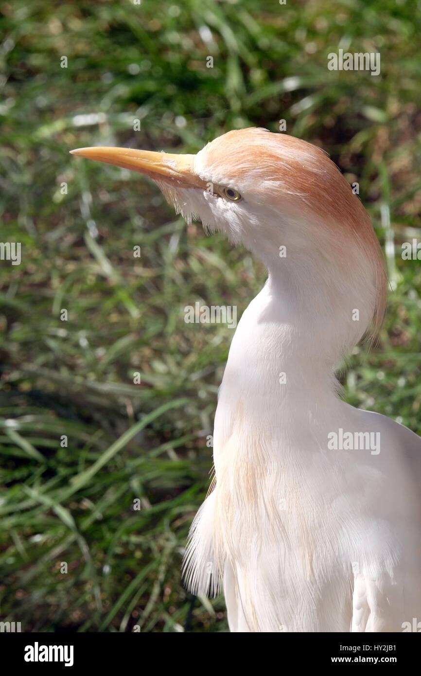 Mongolische Kran (Antigone Vipio) Stockfoto