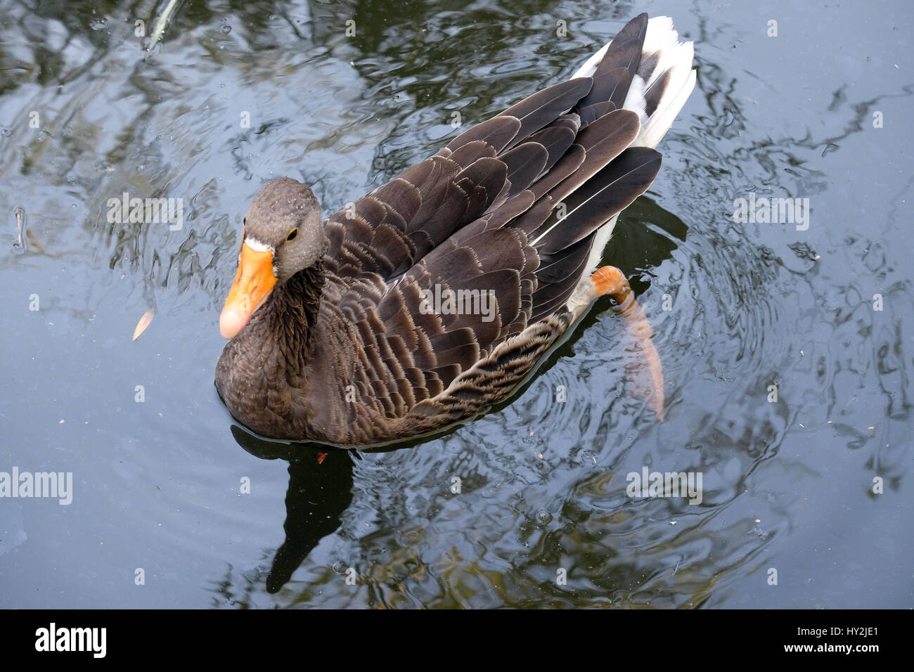 Ente, Schwimmen im See, Maksimir, Zagreb, Kroatien Stockfoto