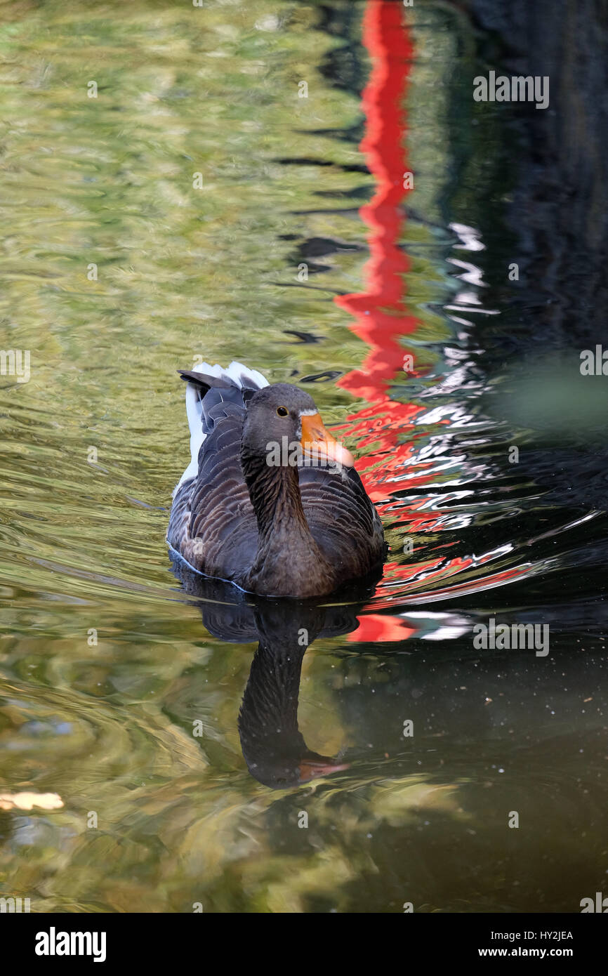 Ente schwimmen in dem See, Maksimir, Zagreb, Kroatien Stockfoto