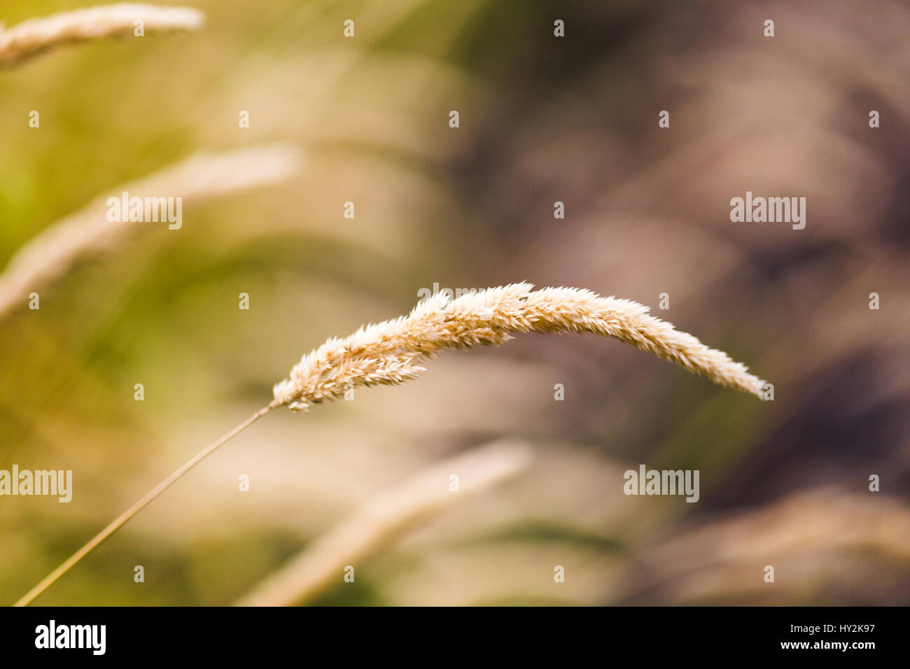 Flauschige Weizen Stiel biegen vor dem Wind in einem ländlichen Gebiet in Oregon. Stockfoto