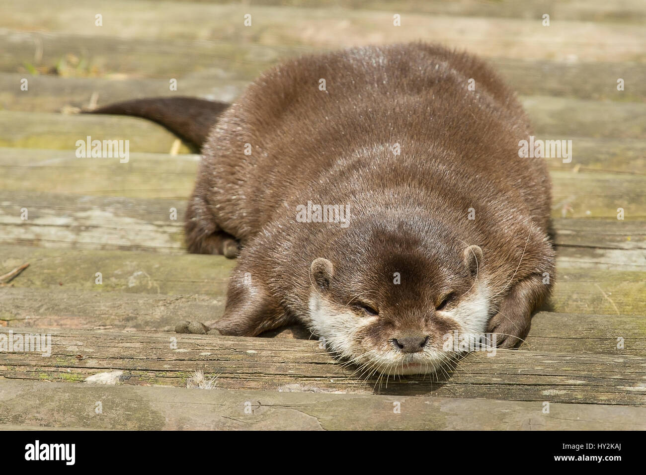 Foto von eine glatte beschichtete Otter schlafen auf Holz Terrassendielen Stockfoto