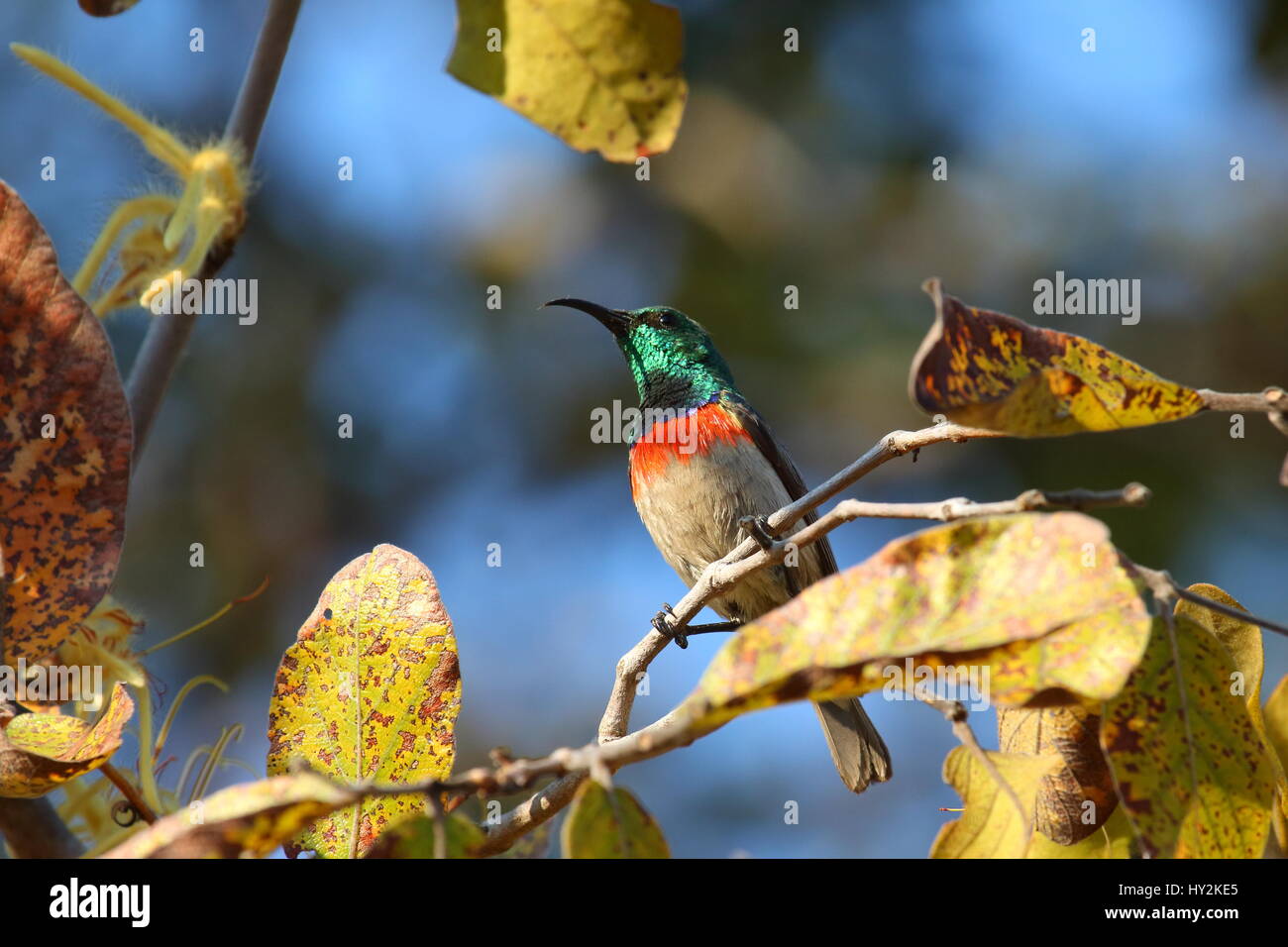 Miombo-Doppel-Kragen Sunbird-Cynniris Manoensis, Mutinondo Wilderness, Sambia Stockfoto