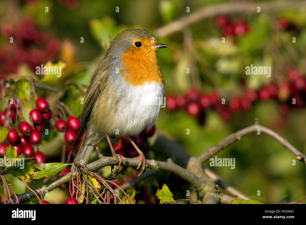 Robin (Erithacus Rubecula) unter roten Weißdornbeeren. Französisch: Rougegorge Familier Deutsch: Rotkehlchen Spanisch: Petirrojo Europeo Stockfoto