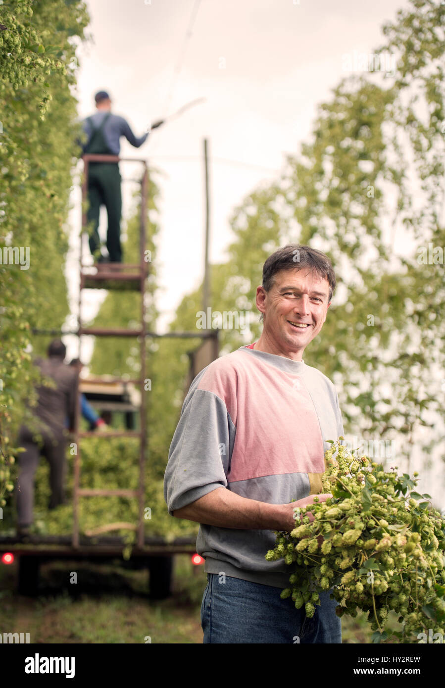 Landwirtschaftliche Arbeiter Jerzy Kwapniewski aus Polen Ernte Hopfen auf Aktien Farm in Suckley, Herefordshire UK Stockfoto