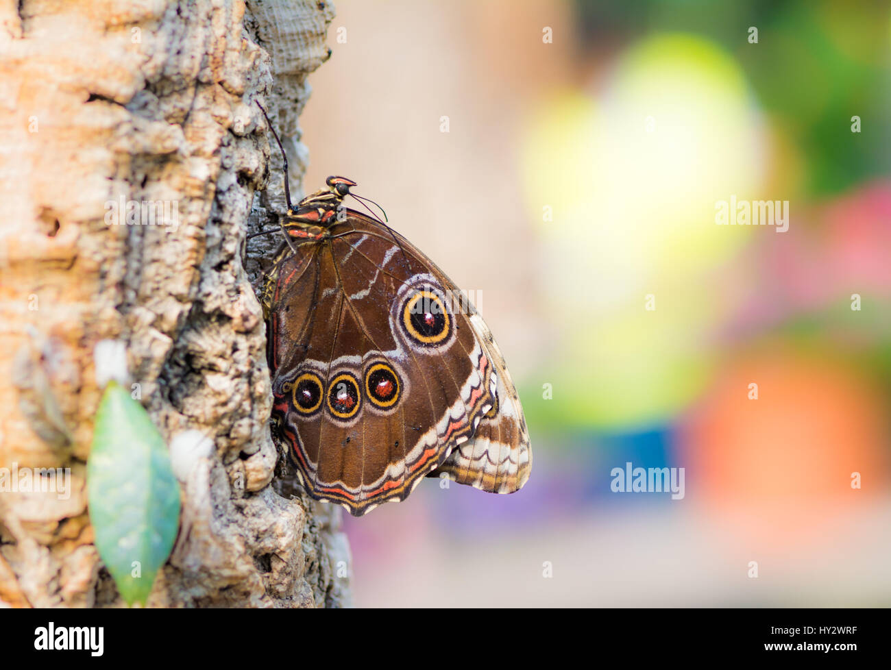 Makro von einem tropischen Schmetterling sitzt auf einem Baumstamm Stockfoto