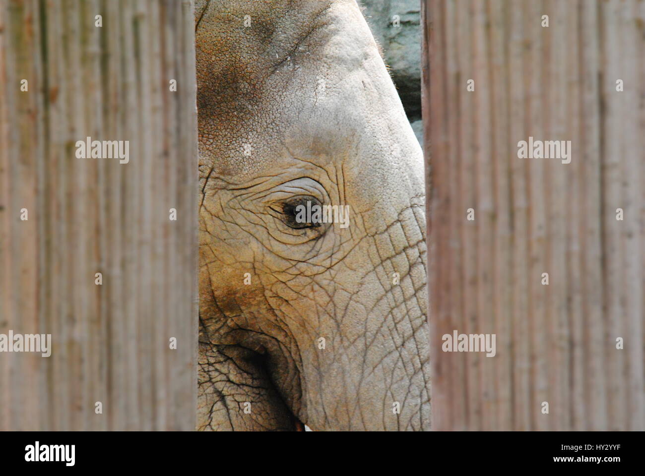 Afrikanische Elefanten im Zoo schönbrunn Stockfoto