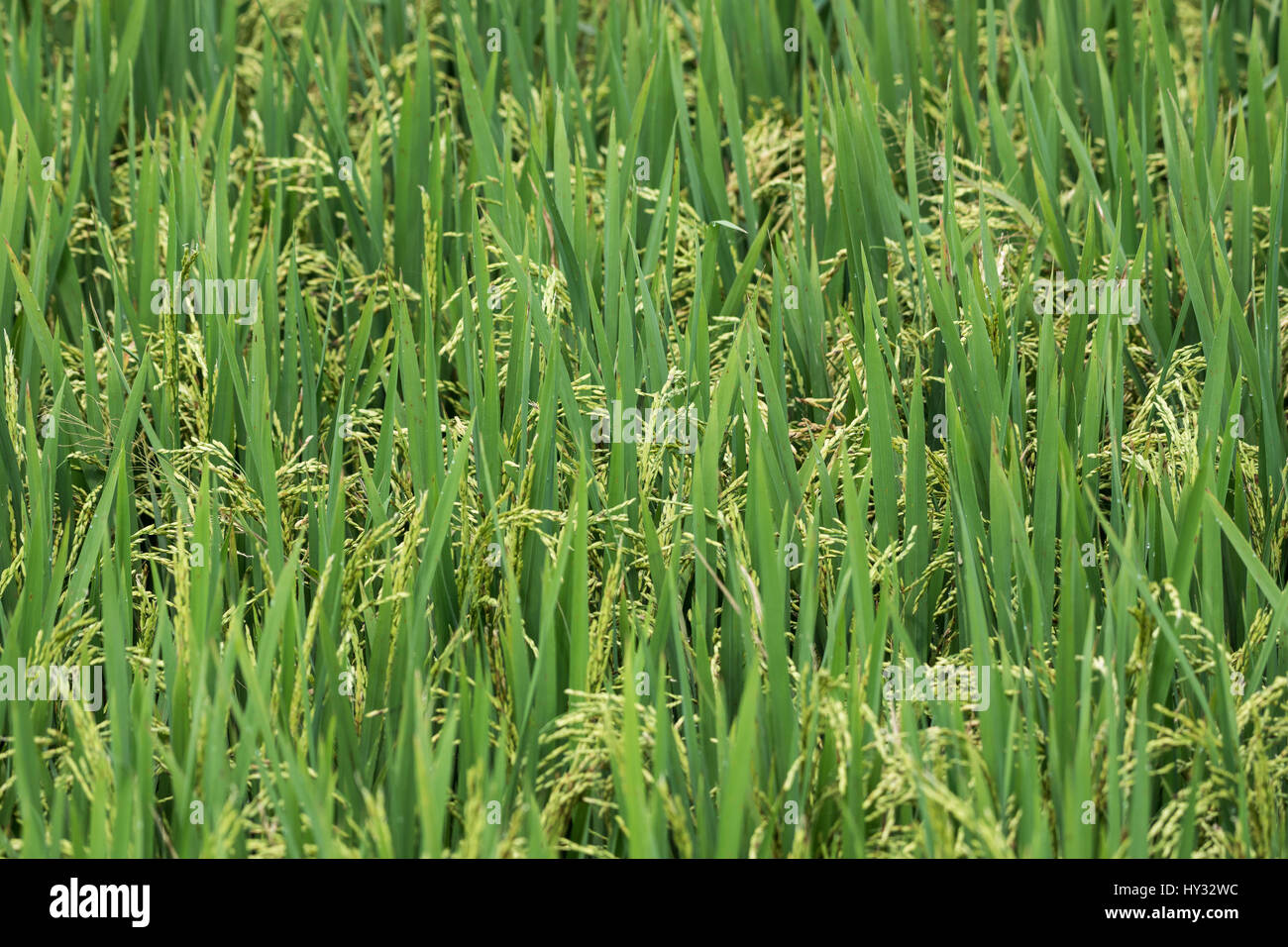 Nahaufnahme der Reispflanzen mit Körnern. Peru. Stockfoto