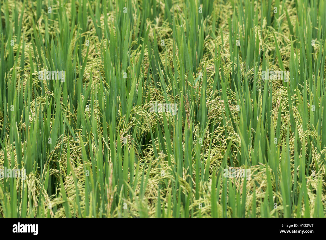 Nahaufnahme der Reispflanzen mit Körnern. Peru. Stockfoto