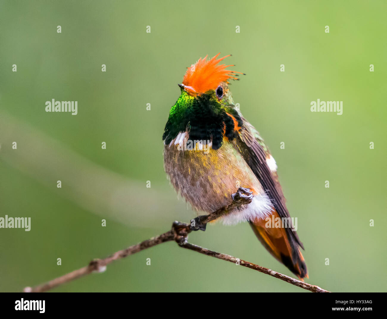 Ein Rufous-crested Coquette (Lophornis Delattrei) thront auf einem kleinen Ast in Anden Nebelwald. Peru. Stockfoto