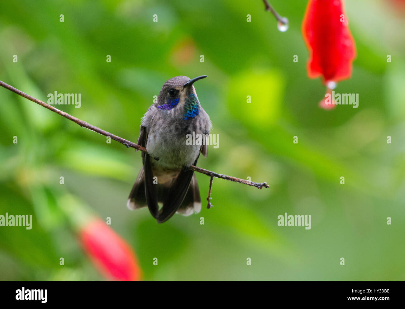 Ein braun-Violetear (Colibri Delphinae) thront auf einem Ast. Peru. Stockfoto