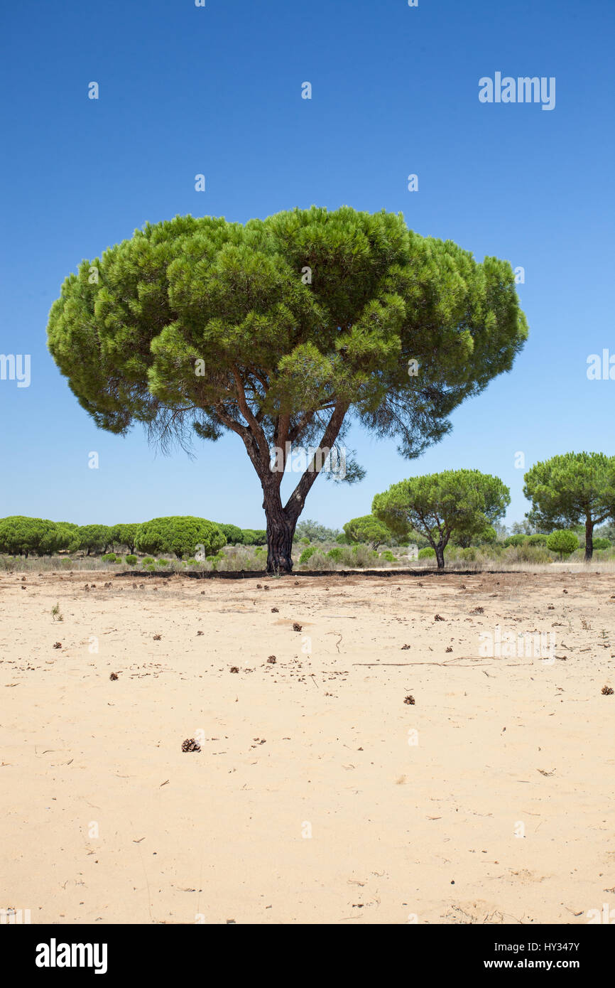 DONANA NATIONALPARK, Sevilla, Spanien: Zirbe, Regenschirm Kiefer oder Sonnenschirm Kiefer (Pinus pinea) in einem trockenen, sandigen Landschaft unter einem klaren bleu Sky. Stockfoto