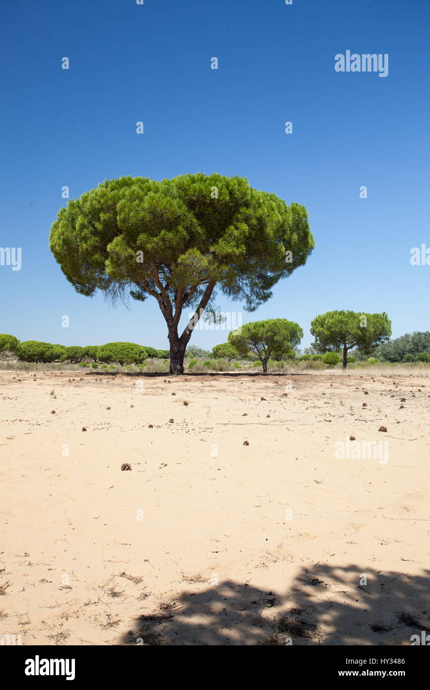 DONANA NATIONALPARK, Sevilla, Spanien: Zirbe, Regenschirm Kiefer oder Sonnenschirm Kiefer (Pinus pinea) in einem trockenen, sandigen Landschaft unter einem klaren bleu Sky. Stockfoto