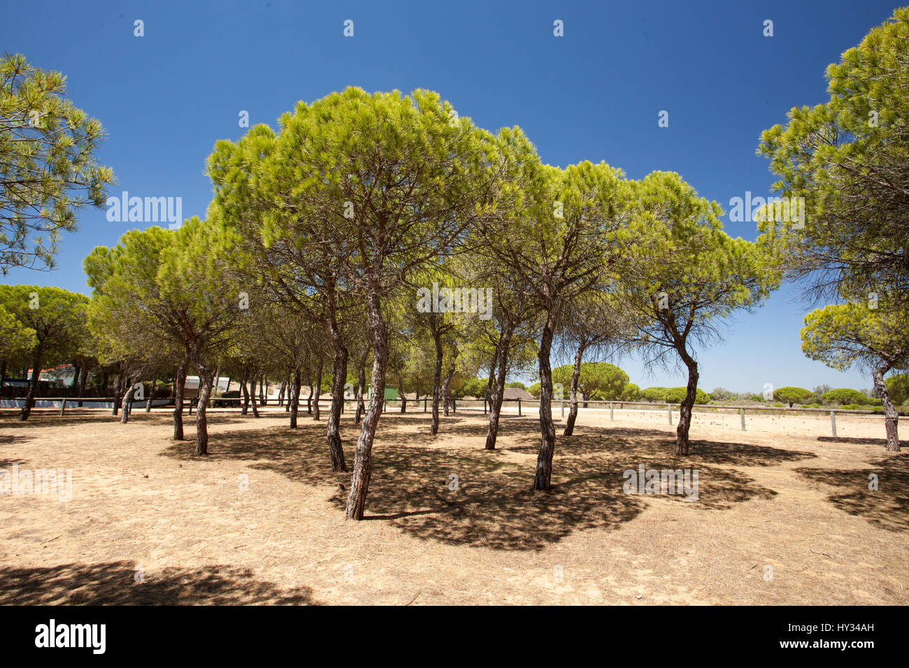 DONANA N. S., Sevilla, Spanien: Endemische Zirbenholz, Regenschirm Kiefer oder Sonnenschirm Kiefer (Pinus pinea) Wald an einem sonnigen Tag erstellen Schatten auf dem Boden. Stockfoto