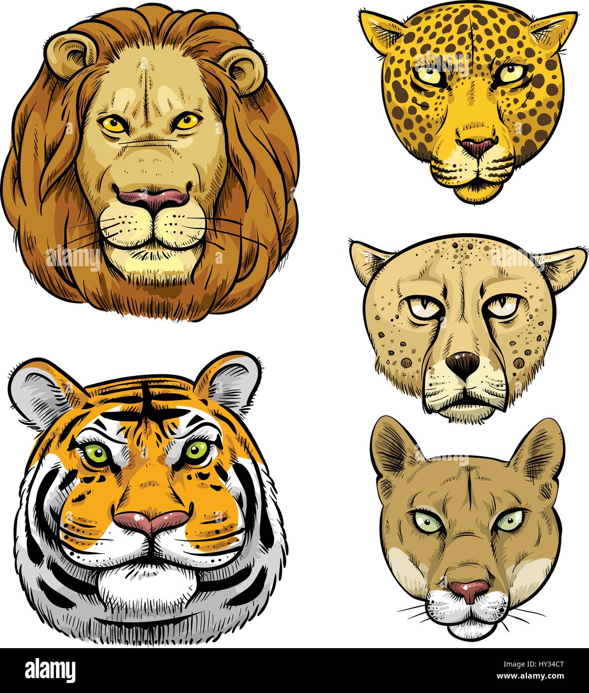Cartoon Gesichter einiger der größten Raubkatzen: Löwe, Tiger, Gepard, Leopard, Puma. Stock Vektor