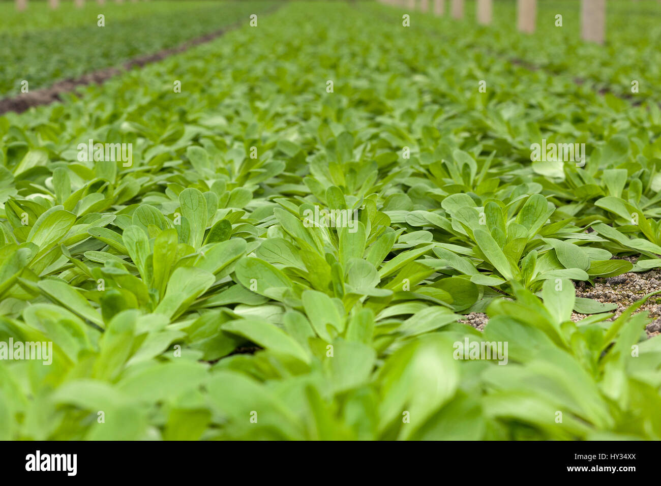Nahaufnahme von organisch wachsende Feldsalat - Valerianella Locusta - wächst in einem Gewächshaus oder Glashaus. Stockfoto