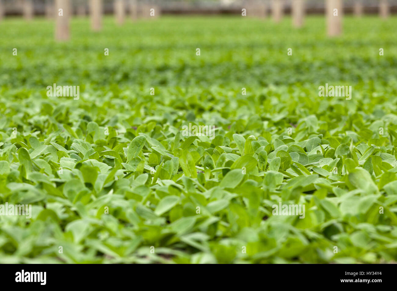Nahaufnahme von organisch wachsende Feldsalat - Valerianella Locusta - wächst in einem Gewächshaus oder Glashaus. Stockfoto
