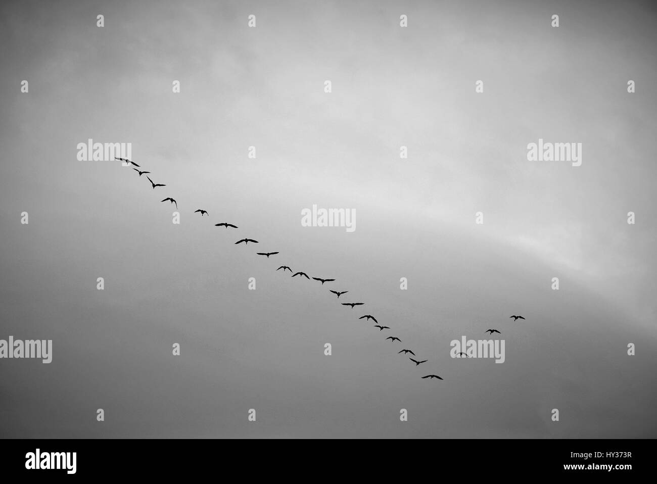 Vögel fliegen South in schwarz / weiß Stockfoto