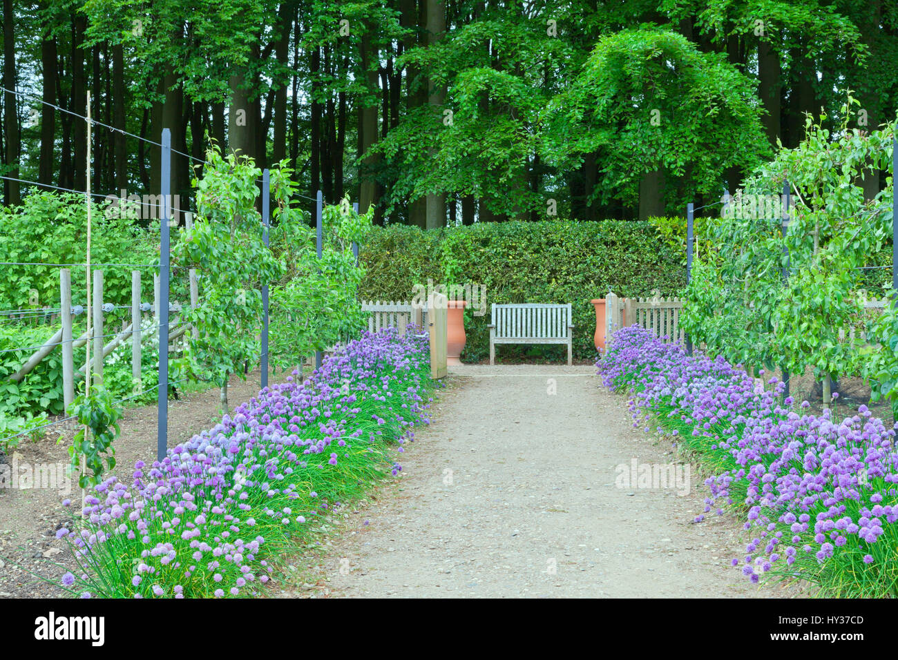 Gemüsegarten mit Holzbank, Reihen von lila Blüte Frühlingszwiebeln, Birnbäume auf den Rand eines Waldes Stockfoto