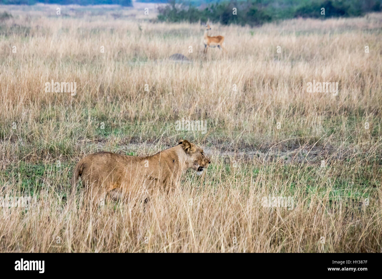 Löwin stehend in hohen Gräsern in Queen Elizabeth National Park, Uganda, Afrika. Stockfoto