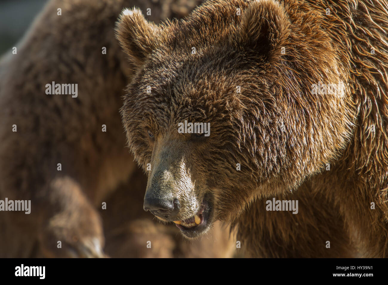 Brauner Bär, Ursus Arctos, Ursidae Stockfoto