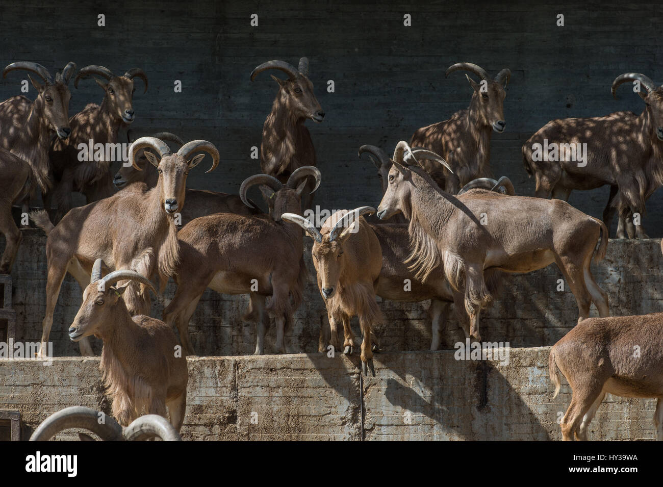 Aoudad, Mähnenspringer, Ammotragus Lervia, Horntiere Stockfoto