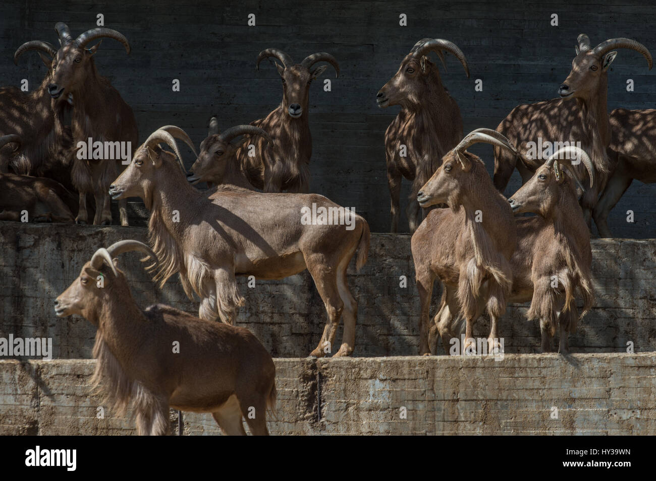 Aoudad, Mähnenspringer, Ammotragus Lervia, Horntiere Stockfoto